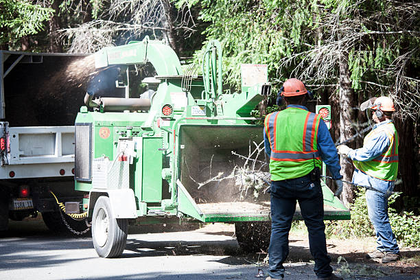 Trusted Pacolet, SC Tree Services Experts